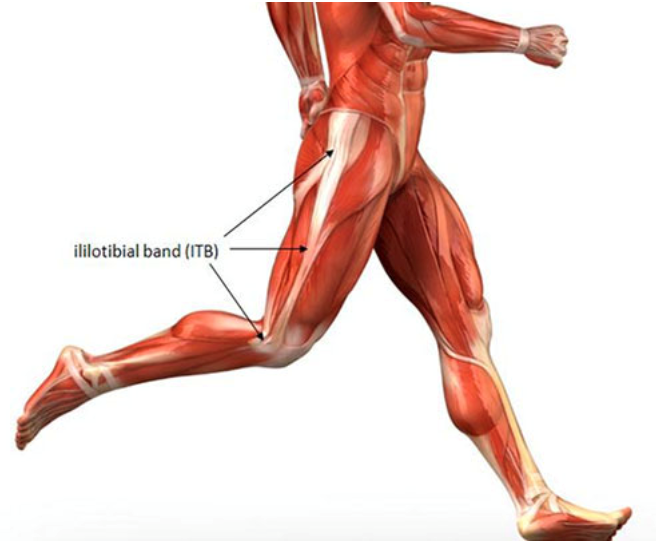 The Iliotibial Band